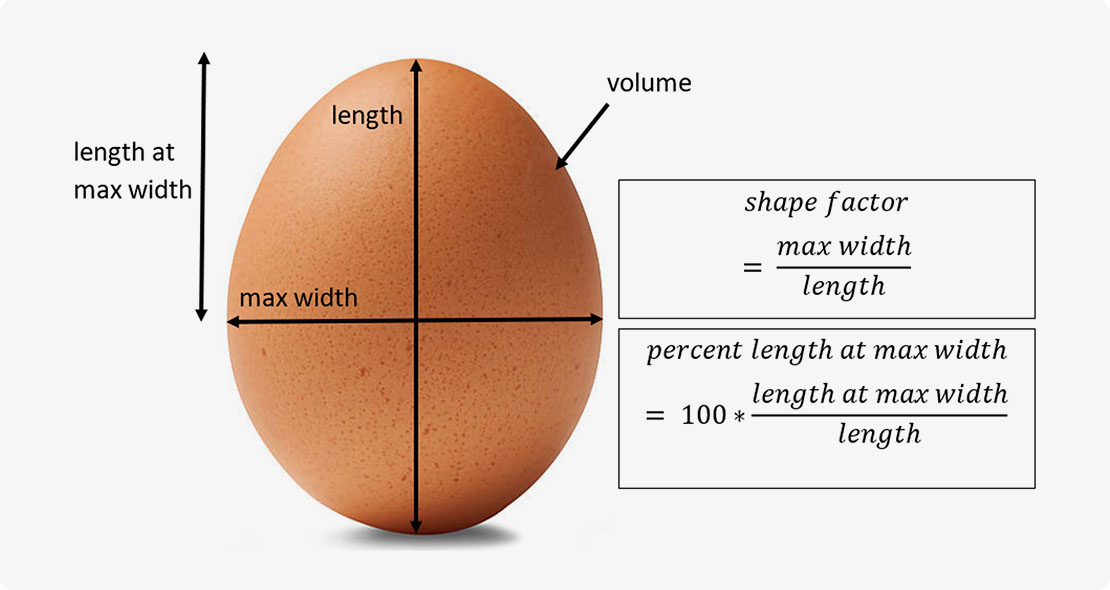 Calculations used for Egg Dimension determination