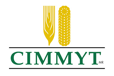 CIMMYT