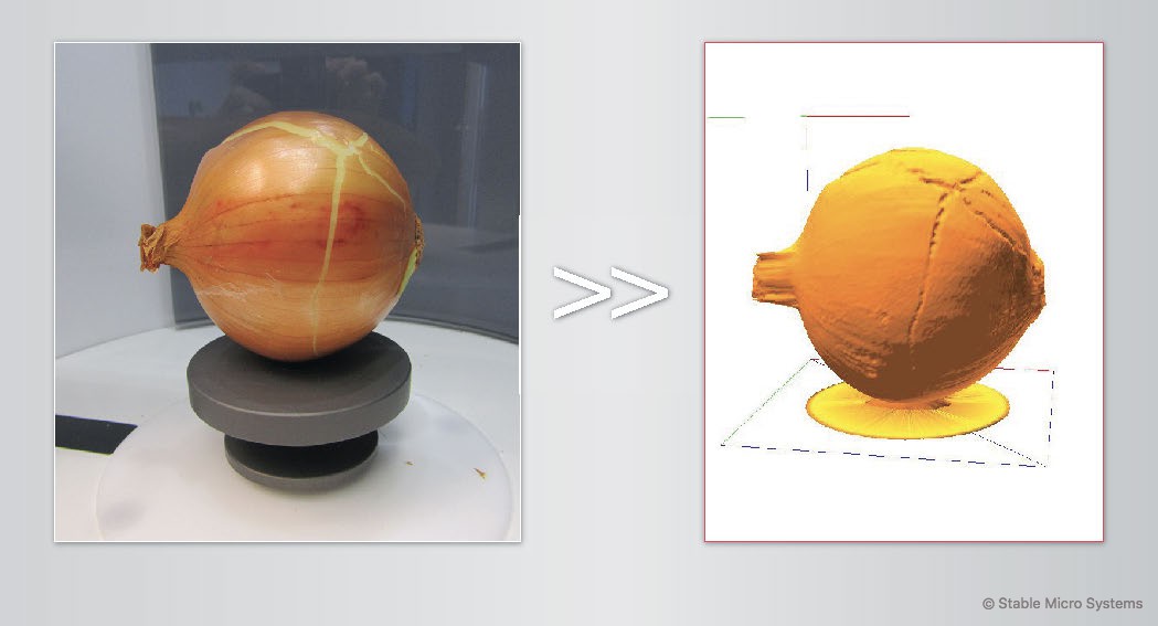 Onion sample ready for scanning >> Archived scan of sample Onion sample ready for scanning >> Archived scan of sample