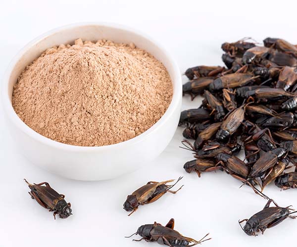 Incorporation of Insects as Ingredients in the Bakery Industry