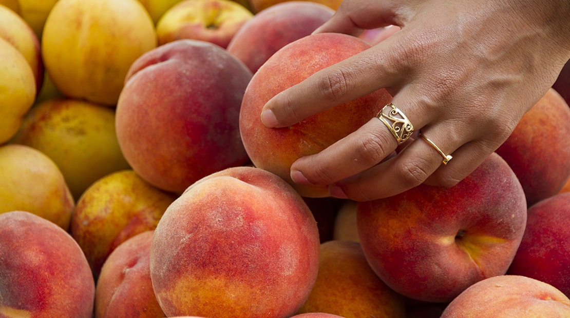 Measure ripeness using the TA.XTplus Texture Analyser