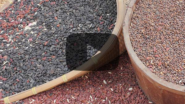 Measuring powder flow video - Nuts, seeds and pulses