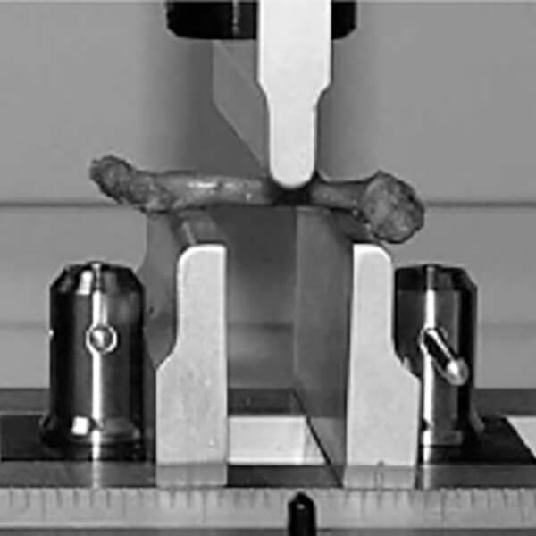 Rat femur 3 point bend test