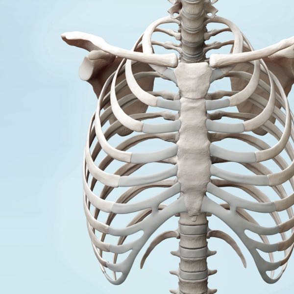Rib cage example