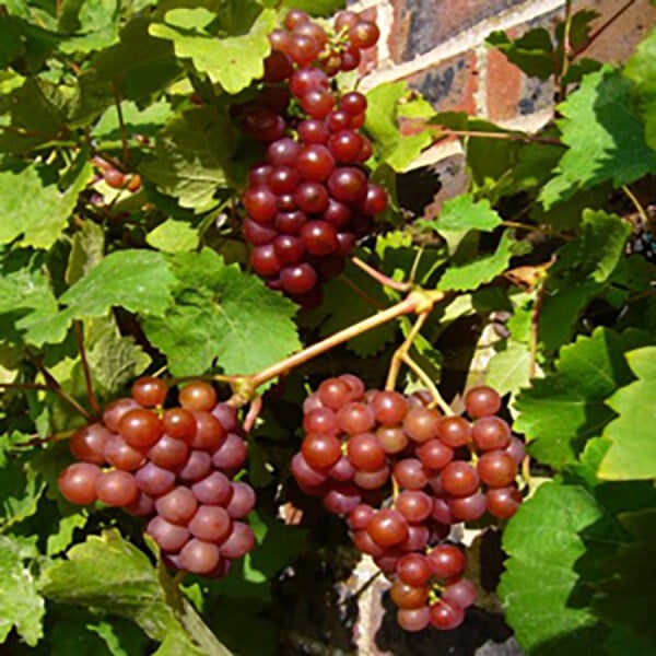 Red grapes