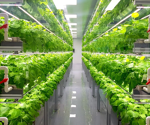 Vertical farming of vegetables