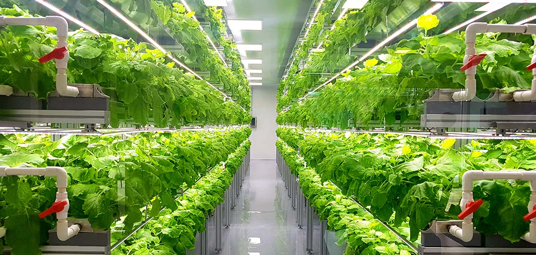 Vertically farmed foods